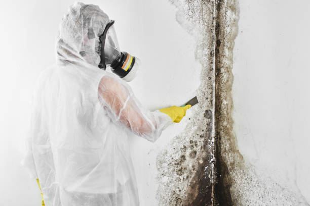 Best Best Mold Removal Companies  in Vaiden, MS